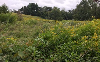 Fields of Gold – A Photo Essay