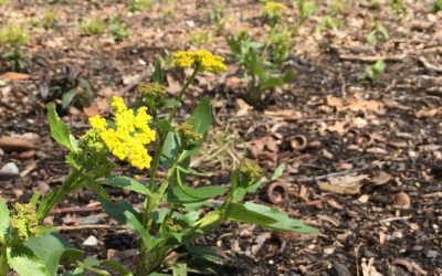 An Early Spring Update at the Fowler Meadow