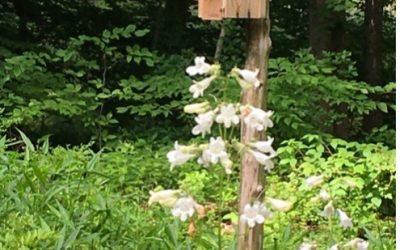 Who’s in the House?…The Bird House, That Is
