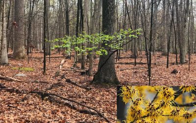 American Witch Hazel: Facts and Folklore