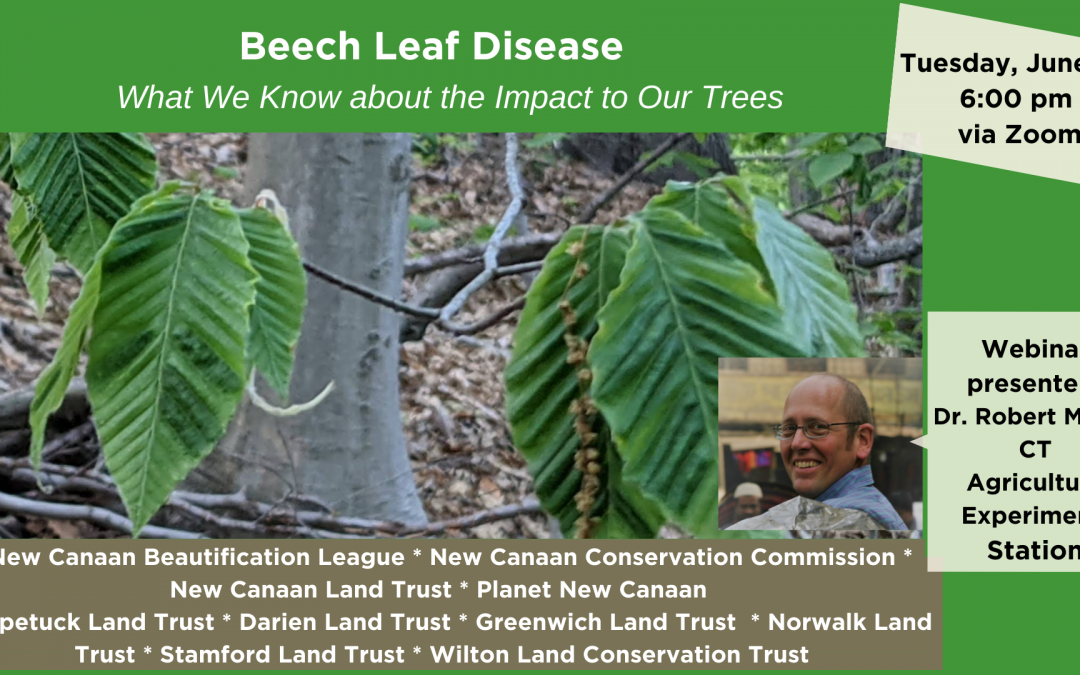 Beech Leaf Disease – What we know about the impact to our trees