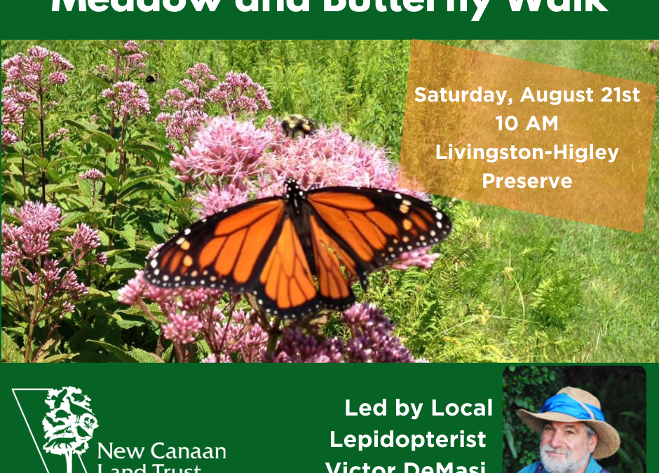 Guided Meadow & Butterfly Walk with Lepidopterist Victor DeMasi
