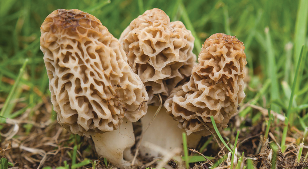 Mushroom Foraging – Two Dates