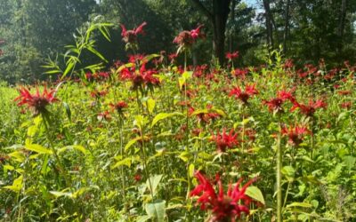 Life in a Meadow