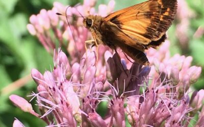 Connecting Green Spaces Through Backyard Sanctuaries