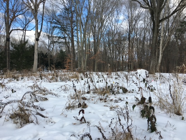 Surviving Winter in Connecticut