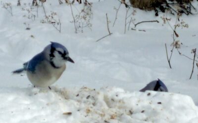 Our Home Birds