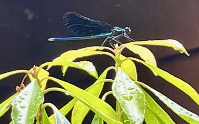 Dragons & Damselflies