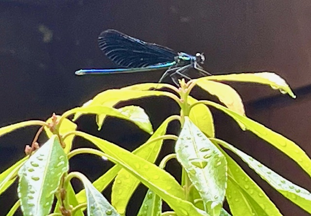 Dragons & Damselflies