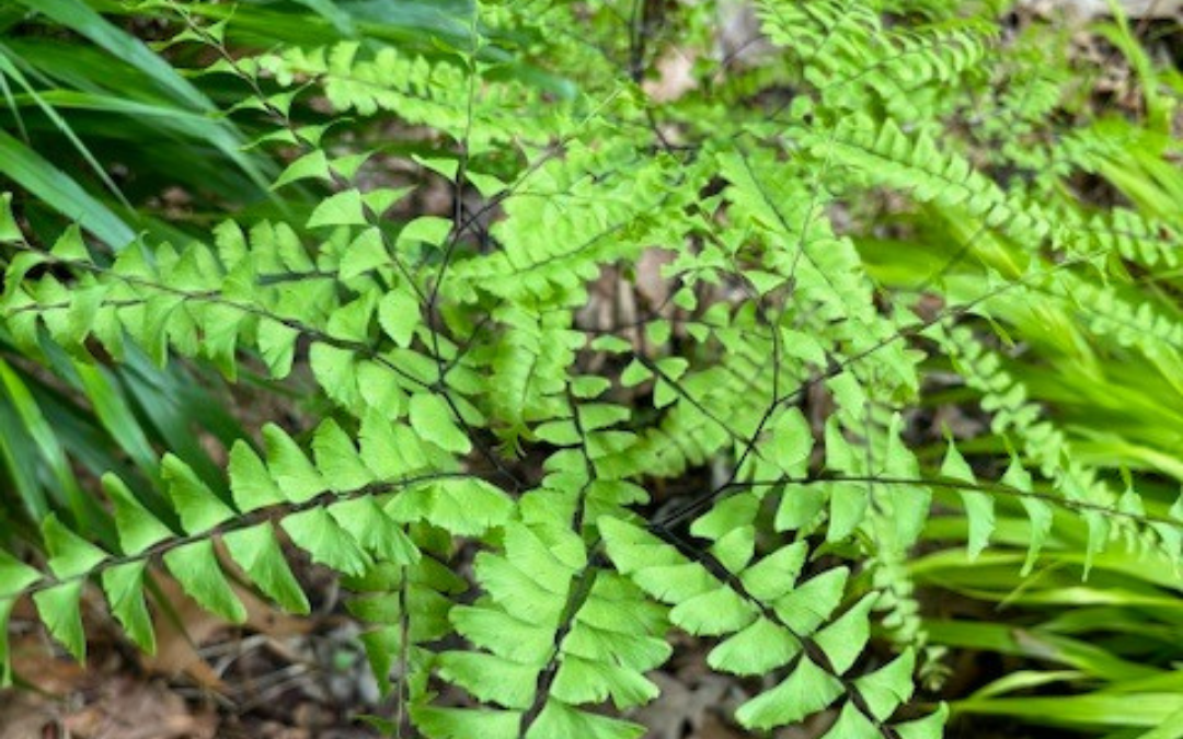 Ferns