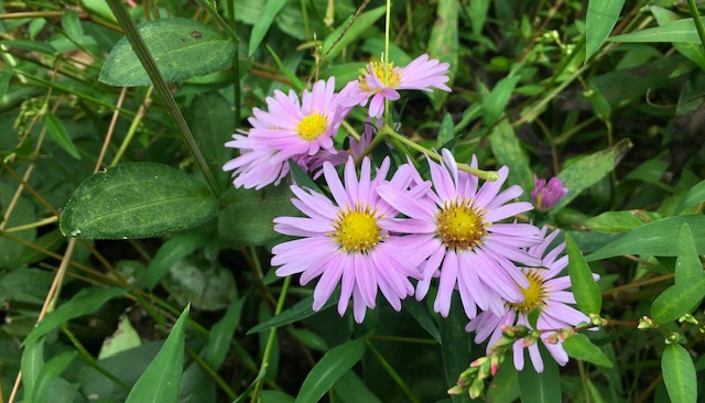 Time for Asters