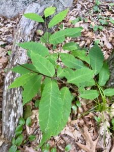 American Chestnut Tree