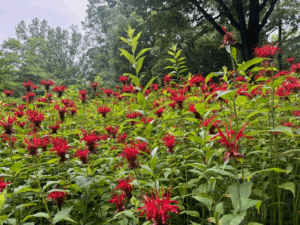 Native Plant - Bee Balm