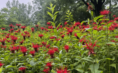 IF YOU PLANT IT, THEY WILL COME WHY CHOOSE NATIVE PLANTS?