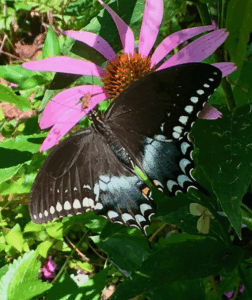 Swallowtail butterfly on a native plant Spicebush