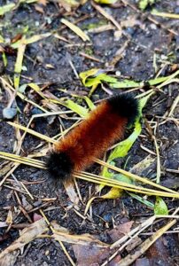 Caterpillar on the Ground