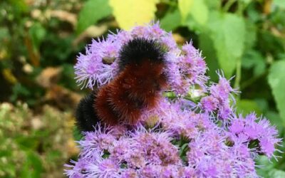 Woolly Bear Caterpillar