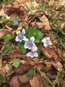 why leave the leaves