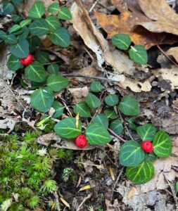 why leave the leaves