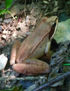 why leave the leaves 3