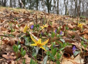 why leave the leaves