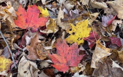 Why Leave the Leaves?