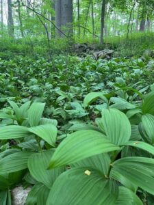New Canaan wetlands ponds and vernal pools