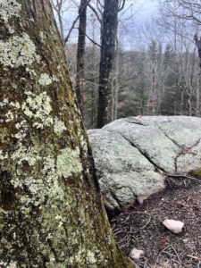 Lichens in New Canaan