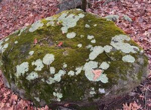 Lichens in New Canaan
