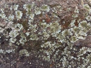 Lichen in New Canaan