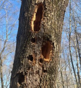 Barred Owls New Canaan