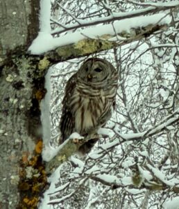 Barred Owls New Canaan