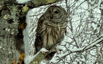 Barred Owls
