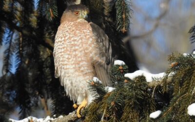 On the Trails in Winter