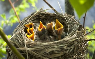 How to Raise a Baby Bird