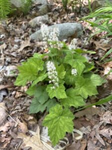 Spring wildflowers