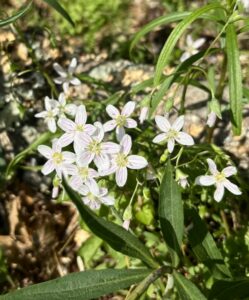 Spring wildflowers
