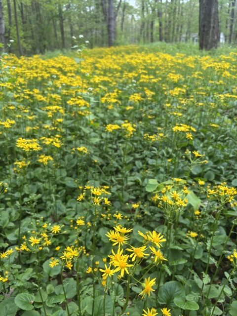 SPRING WILDFLOWERS HERE TODAY, GONE TOMORROW