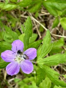 Spring wildflowers