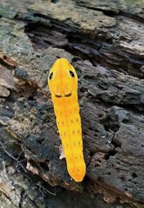 Caterpillars New Canaan