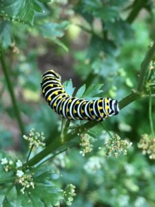 Caterpillars New Canaan