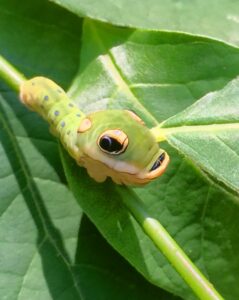 Caterpillars New Canaan