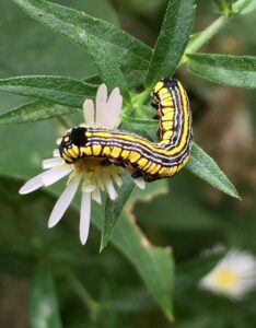 Catapillars New Canaan