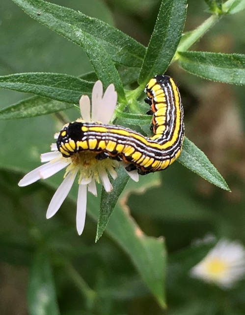 GIVE CATERPILLARS A BREAK
