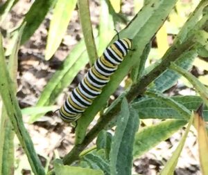 Catapillars New Canaan
