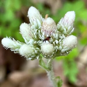 Amazing Ants