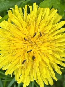 Amazing ants