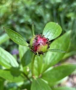 Amazing Ants