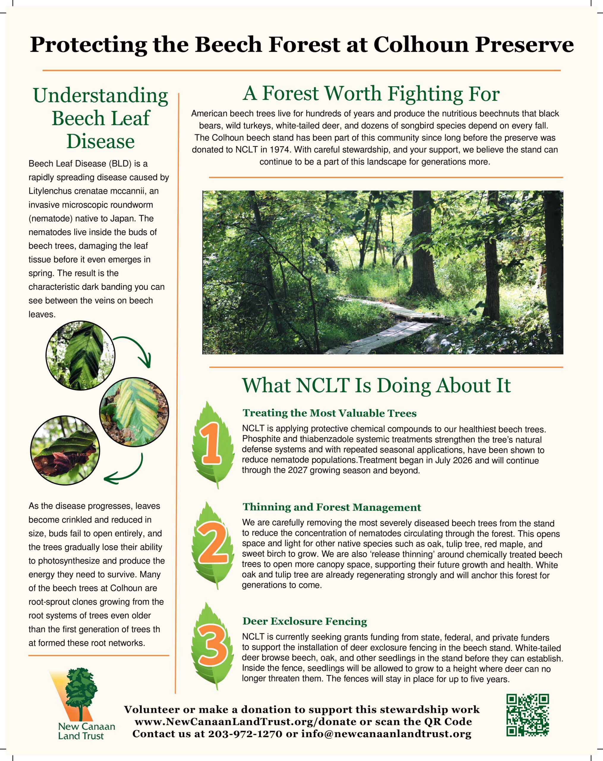 11x14 poster Protecting the Beech Forest at Colhoun Preserve (1)