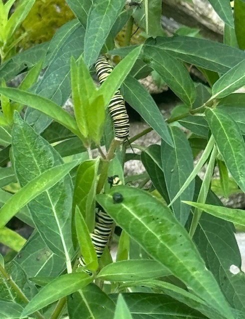 Monarch butterfly